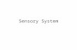 Sensory System. Sensory channels Discriminative: spatial and temporal localization of events Affective: pain and positive emotional experiences  monitoring.
