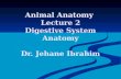 Animal Anatomy Lecture 2 Digestive System Anatomy Dr. Jehane Ibrahim.