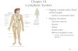 16-1 Chapter 16 Lymphatic System Organs, vessels and a fluid called lymph –similar to interstitial fluid Organs involved –red bone marrow –thymus –spleen.
