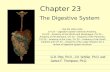 Chapter 23 The Digestive System G.R. Pitts, Ph.D., J.R. Schiller, Ph.D. and James F. Thompson, Ph.D. Use the video clips: CH 23 – Digestive System General.