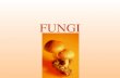 FUNGI Fungi Kingdom Characteristics Eukaryotes. Heterotrophs Cell walls made of chitin Use spores to reproduce. Need warm, moist places to grow. Examples:
