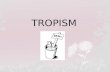 TROPISM. . There are many types of tropisms : Phototropism Geotropism Thigmotropism Hydrotropism Chemotropism Thermotropism 3 main types TROPISM Plant.