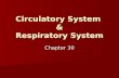 Circulatory System & Respiratory System Chapter 30.