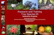 Research and Training Tree Species ID Iwokrama-Guyana Dr Raquel Thomas-Caesar Iwokrama International Centre for Rain Forest Conservation and Development.