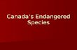 Canada’s Endangered Species. Canada’s endangered species There are more than 256 species of plants and animals at various degrees of risk and 13 species.
