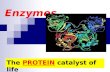 Enzymes The PROTEIN catalyst of life. Enzymes…. are protein substances that are necessary for: 1. The chemical reactions that occur in your body. Ex.