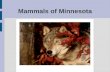 Mammals of Minnesota. Taxonomic Hierarchy Kingdom: Phylum: Sub-phylum: Class: Sub-class: Infra-class: Animalia Chordata Vertebrata Mammalia Theria Metatheria-