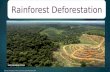 Rainforest Deforestation .