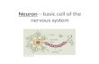 Neuron—basic cell of the nervous system. Cephalalgia--headache.