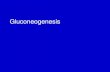 Gluconeogenesis. gluco neo genesis sugar (re)new make/ create glycolysis glucose pyruvate lactate gluconeogenesis.