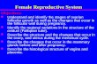 Female Reproductive System Objectives: Understand and identify the stages of ovarian follicular growth as well as the changes that occur in the follicular.