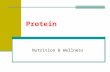 Protein Nutrition & Wellness. What are Proteins? Proteins: large complex molecules composed of amino acids. Contain carbon, hydrogen, oxygen, nitrogen.