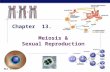 MCC BP Based on work by K. Foglia  Chapter 13. Meiosis & Sexual Reproduction.
