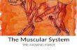 The Muscular System THE MOVING FORCE. MYOLOGY – THE STUDY OF MUSCLES  Myo – refers to muscle my/o – muscle myositis – inflammation of voluntary muscle.