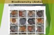 Biodiversity (Ants) 1. 2 Exotic species reduce beta diversity while invasive species reduce alpha diversity.