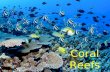 Coral Reefs. What is a Coral Reef? CaCO 3 from living things Reef builders –Corals –Algae –Sponges –Bryozoans –Shells.