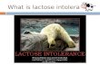 What is lactose intolerance?. Inability to digest lactose!