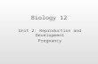 Biology 12 Unit 2: Reproduction and Development Pregnancy.
