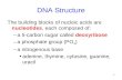 1 DNA Structure The building blocks of nucleic acids are nucleotides, each composed of: –a 5-carbon sugar called deoxyribose –a phosphate group (PO 4 )