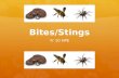 Bites/Stings Yr 10 HPE. Lesson Overview  Venomous bites and stings  Snakebites  Spider bites  Insect stings  Allergic reaction to a sting  Animal.