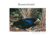 Bowerbirds!. The bower… Bowerbird reproductive success.