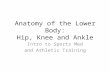 Anatomy of the Lower Body: Hip, Knee and Ankle Intro to Sports Med and Athletic Training.