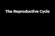 The Reproductive Cycle. Cattle reproductive cycle Calves Voluntary waiting period Breed after this date.
