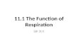 11.1 The Function of Respiration SBI 3U1. What is the function of the Respiratory System? To that ensure that oxygen is brought in and carbon dioxide.