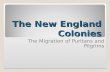 The New England Colonies The Migration of Puritans and Pilgrims.