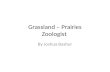 Grassland – Prairies Zoologist By Joshua Bashur. Herbivores of the Prairie White-Tailed Jack Rabbit BisonMonarch Butterfly Environmental Adaptations: