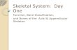 Skeletal System: Day One Function, Bone Classification, and Bones of the Axial & Appendicular Skeleton.