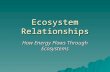 Ecosystem Relationships How Energy Flows Through Ecosystems.