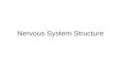 Nervous System Structure. The Nervous System Central Nervous System (CNS) Peripheral Nervous System (PNS)