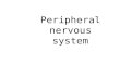 Peripheral nervous system. COMPONENTS OF PERIPHERAL NERVOUS SYSTEM Cranial nerves Spinal nerves.