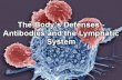 The Body’s Defenses - Antibodies and the Lymphatic System.