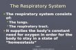 Copyright © The McGraw-Hill Companies, Inc. Chapter 61 The Respiratory System ► The respiratory system consists of:  The lungs.  The respiratory tract.
