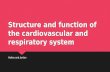 Structure and function of the cardiovascular and respiratory system Hailee and Jordan.