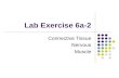 Lab Exercise 6a-2 Connective Tissue Nervous Muscle.
