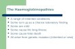 The Haemoglobinopathies A range of inherited conditions Some turn up as a chance laboratory finding Some are mild Some cause life long illness Some cause.