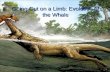 Going Out on a Limb: Evolution of the Whale. Creodont, 50 million years ago The creodont doesn’t look much like a whale, but 50 million years ago this.