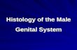 Histology of the Male Genital System. The Male Genital System The male genital system consists of: 1. Primary sex organ: two testes. 2. Accessory sex.