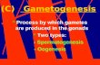 (C) Gametogenesis Process by which gametes are produced in the gonads Two types: - Spermatogenesis - Oogenesis.