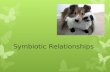 Symbiotic Relationships Symbiosis- Any relationship in which two species live closely together. 3 Types of symbiosis: 1. Mutualism 2. Commensalism 3.