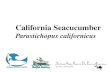 California Seacucumber Parastichopus californicus.