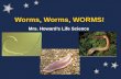 Worms, Worms, WORMS! Mrs. Howard’s Life Science. Worms, Worms, WORMS! Roundworms Flatworms Segmented worms Worm Lab Activity Mrs. Howard’s Life Science.