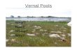 Vernal Pools What? How? Where? Why?. What is a vernal pool? Vernal is derived from the Latin word for spring A vernal pool is a seasonal pool that is.