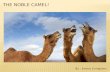 By : Emma Livingston.  The camel fits in the mammal group.  Their scientific name is Camelus Dromedarius.  The camel’s lifespan is to 12-15 years.