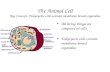 The Animal Cell Key Concept: Eukaryotic cells contain membrane bound organelles All living things are composed of cells Eukaryotic cells contain membrane-