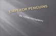 By: Gillian Harnadek!!!.  1.Introduction  2.What is a Emperor Penguin  3.Where do Emperor Penguins live  4.What’s eating you, what do Emperor Penguins.