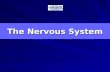 The Nervous System. Objectives At the end of the lecture, the students should be able to: List the subdivisions of the nervous system Define the terms: